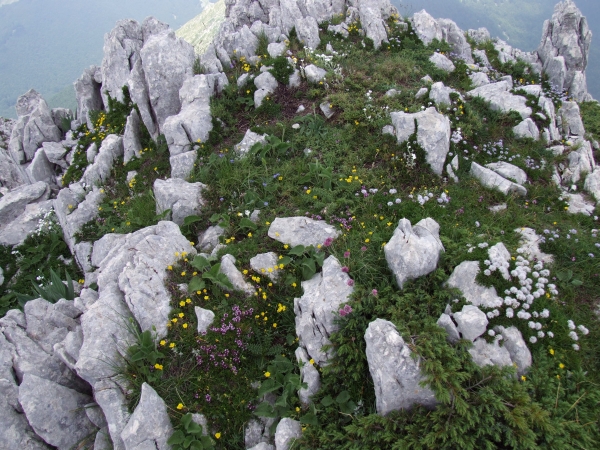 Fioriture in quota